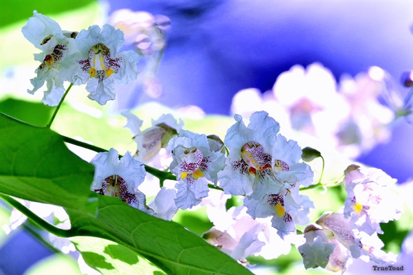 Flowering Tree of Summer