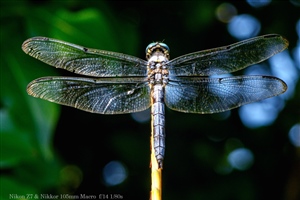 Dragonfly Perched on Branch