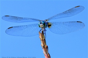 Dragonfly against the blue sky