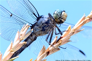 Closeup of a Dragonfly