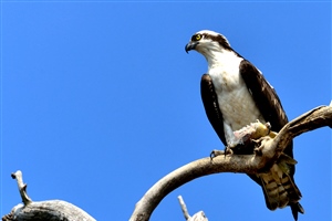 This Osprey is perched above his nesting site