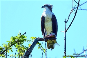 Perched close by his nesting site with a fish