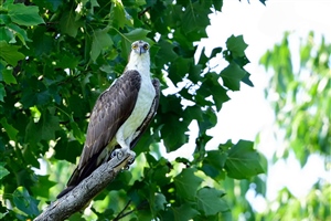 A young Osprey getting accustomed to living alone