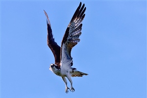 This Osprey is coming In for a Landing