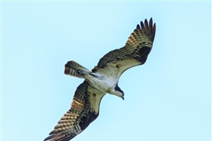 Osprey flying directly overhead