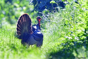 Male Wild Turkey showing his tail feathers