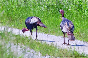 Turkeys out for a stroll