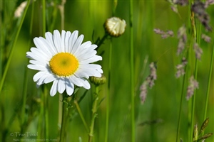 White flowers taken in spring