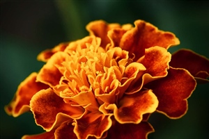 Large orange flower - Nikon 105mm Macro
