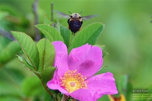 Bumblebee landing on pink flower