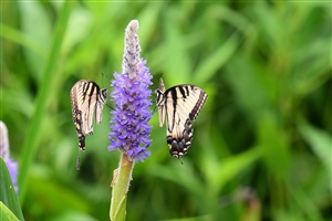Two Butterflies on a single purple flower - Nikon 400mm