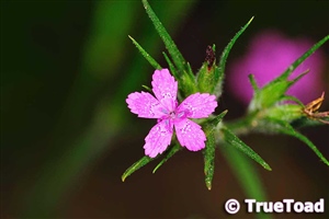 Small pink flower with white spots