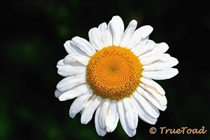 Summer White pedal flower with yellow cone 