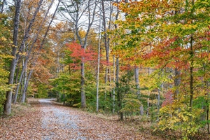 Bright red, yellow leaves on trees along a trail in Fall