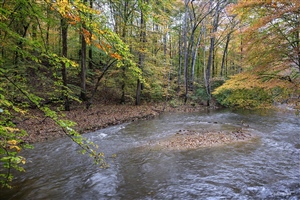 A small creek surrounded by fall trees