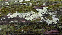 Various Lichen