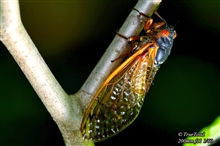 7 Year Cicada
