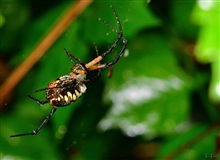 Orb Spider