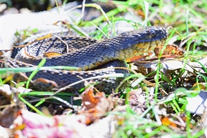 Harmless River Snake