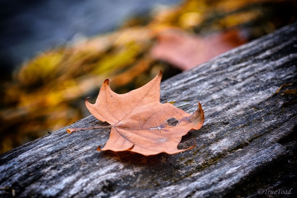nikon 200 f4
