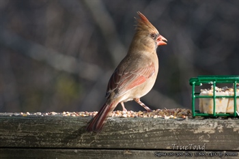 Bird and Wildlife Photography