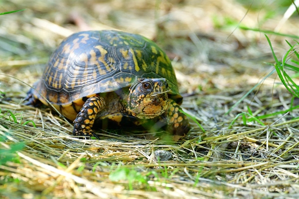 Eastern Box Turtle of Occuquan