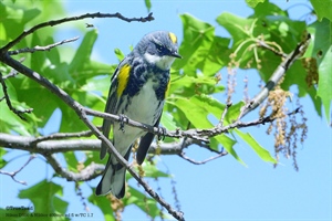 The Yellow Rumped Warbler
