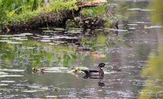 Wood Duck Photography