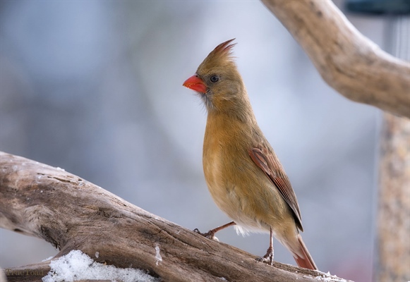Northern Cardinal - Photography