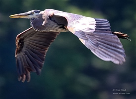 Great Blue Heron a Great Hunter