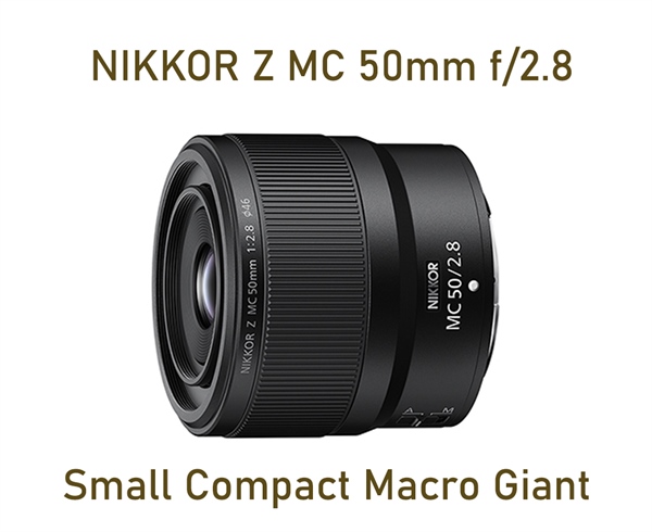 Nikon Z MC 50mm f/2.8 Macro Lens Review