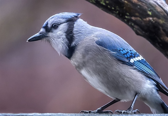 Blue Jays Habits and Temperament