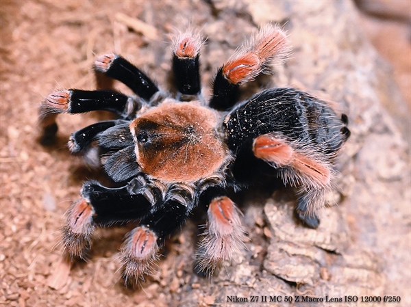 Brachypelma boehmei - Mexican Fireleg