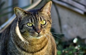 Cat Eyes taken with small sensor mirrorless camera
