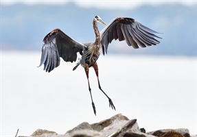 I waited an hour for this Great Blue Heron to land