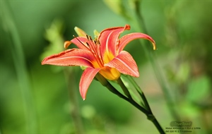 I Love Flowers a picture of an orange Lilly