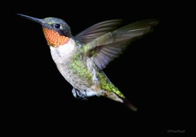 A Ruby Throated Hummingbird in mid flight