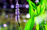 Purple water flower in marsh