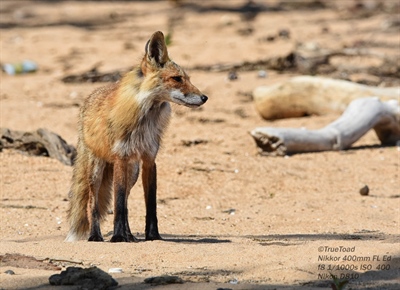 An American Red Fox