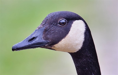 Closeup of an Canada Goose