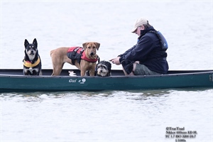 Man and his Best Friends out on a boat relaxing