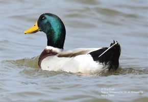 A Mallard cruising along the marsh