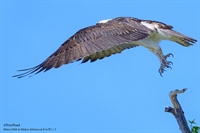 Osprey leaping with D500
