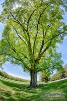 Image taken of a tree with a diagonal fish-eye lens