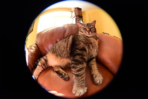 Cat photo taken with a fish-eye lens