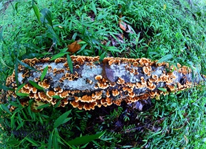 Fish-eye close up of fungi growing on log