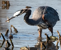 Great Blue Heron with Fish