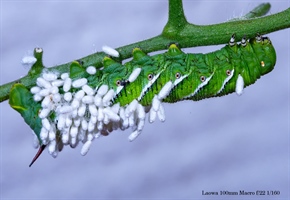 Hornworm with wasp infestation taken with Loawa 100mm macro