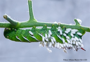 Hornworm with wasp infestation taken with Nikon 105 Macro