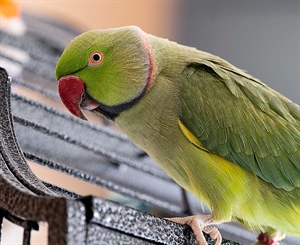 Ring Neck Parrot